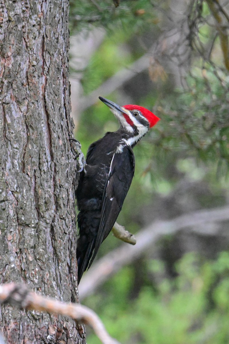 Pileated Woodpecker - Serg Tremblay