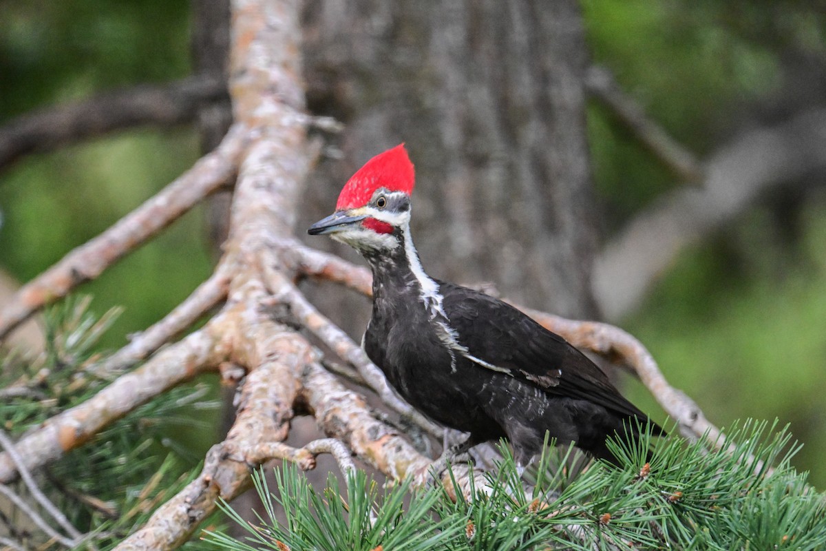 Pileated Woodpecker - Serg Tremblay