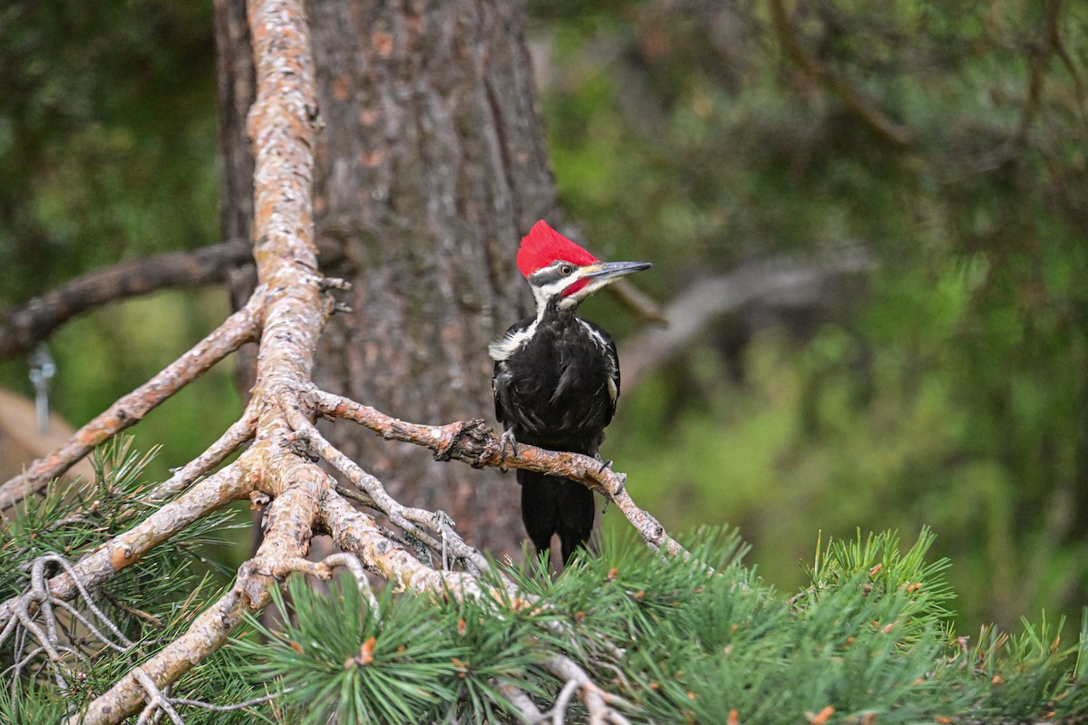 Pileated Woodpecker - Serg Tremblay