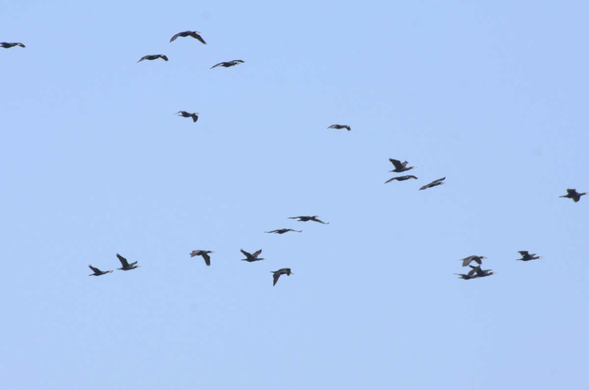 Great Cormorant - Umut Özten