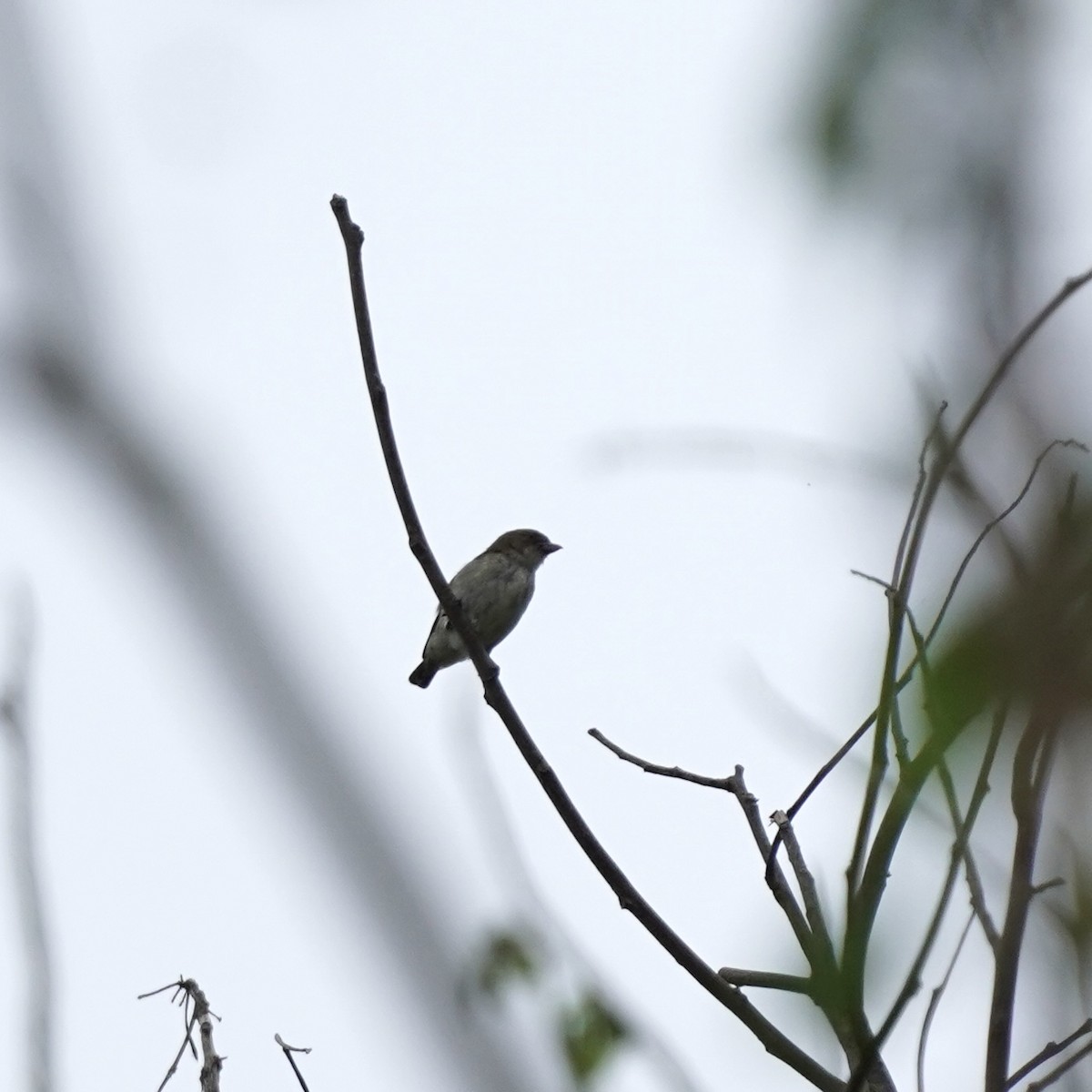 Thick-billed Flowerpecker (obsoletum Group) - Simon Thornhill