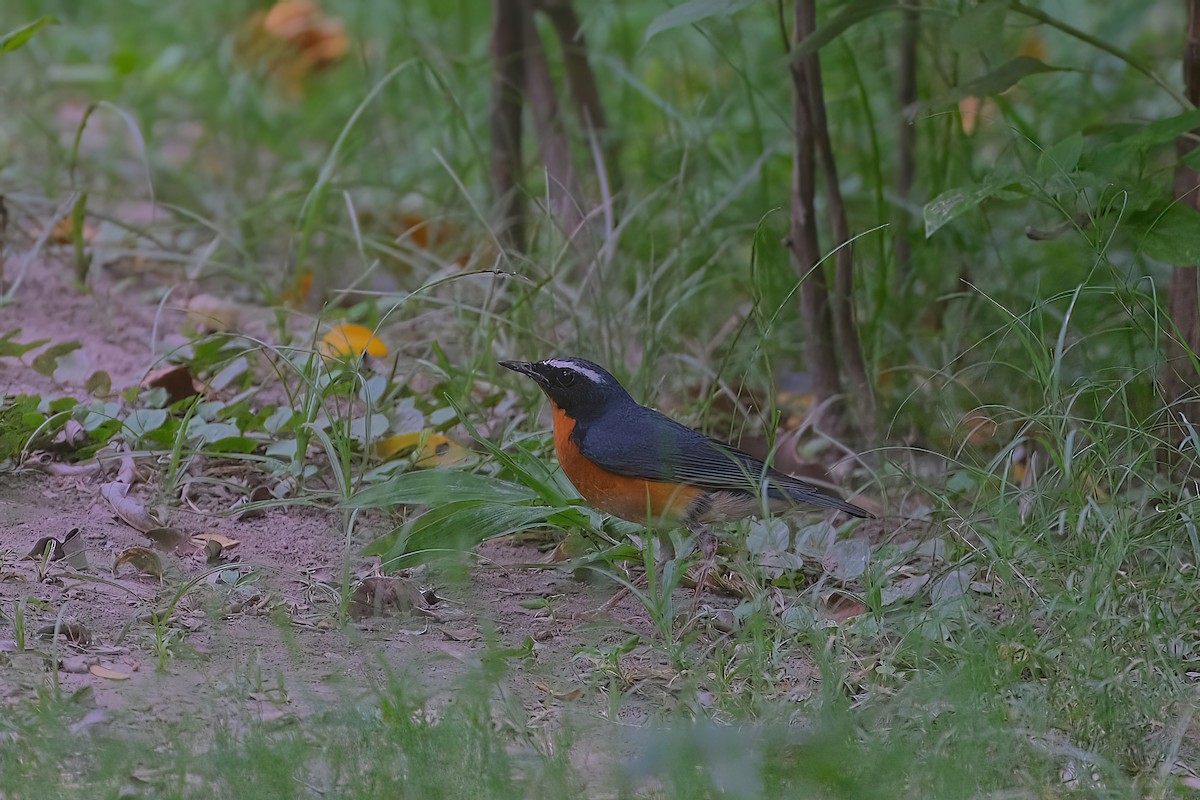 Indian Blue Robin - Kunal Chakravertti