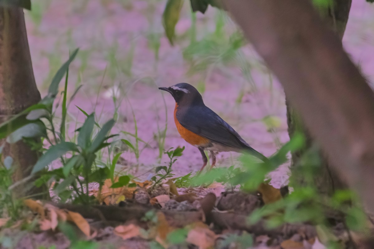 Indian Blue Robin - Kunal Chakravertti