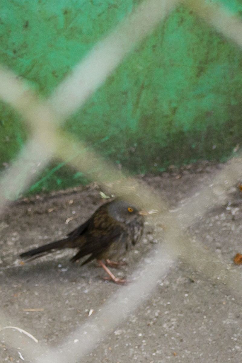 Volcano Junco - Brenda Sánchez