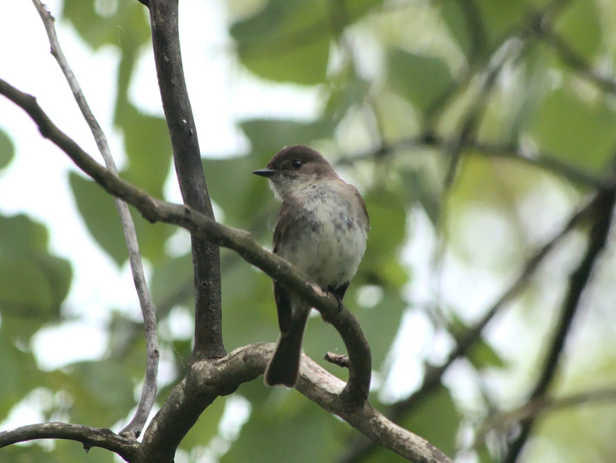 Eastern Phoebe - Daniel Lewis