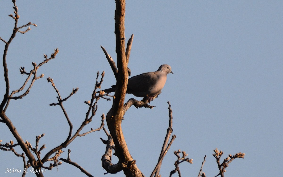 Eurasian Collared-Dove - Mário Roque