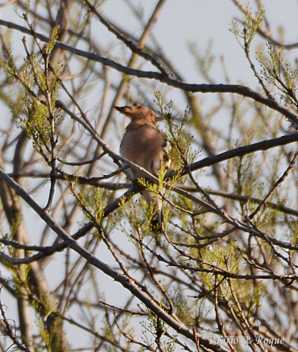 Eurasian Hoopoe - Mário Roque