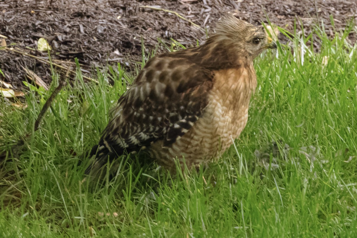 Red-shouldered Hawk - Scott Young