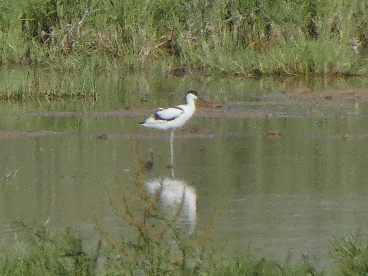 Avocette élégante - ML619230206