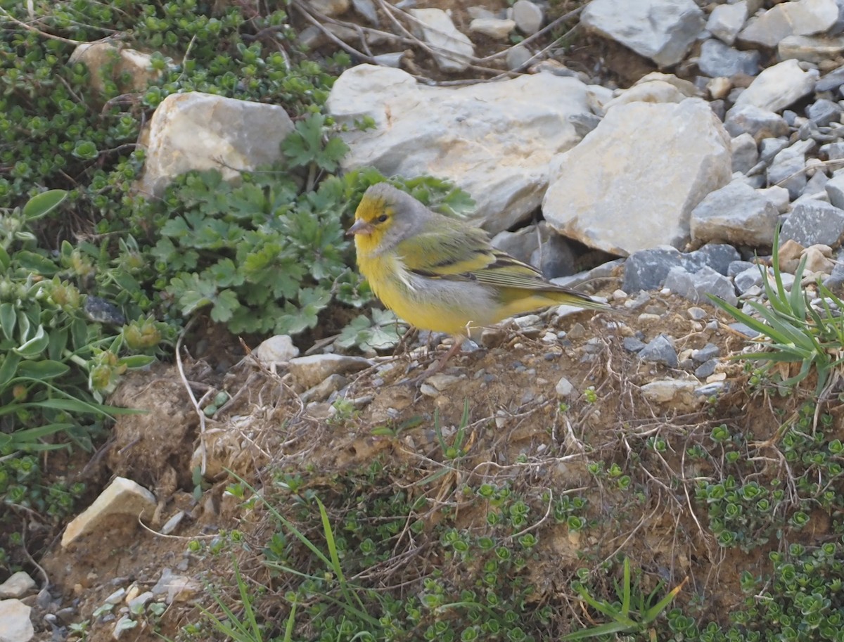 Citril Finch - Stephan Lorenz