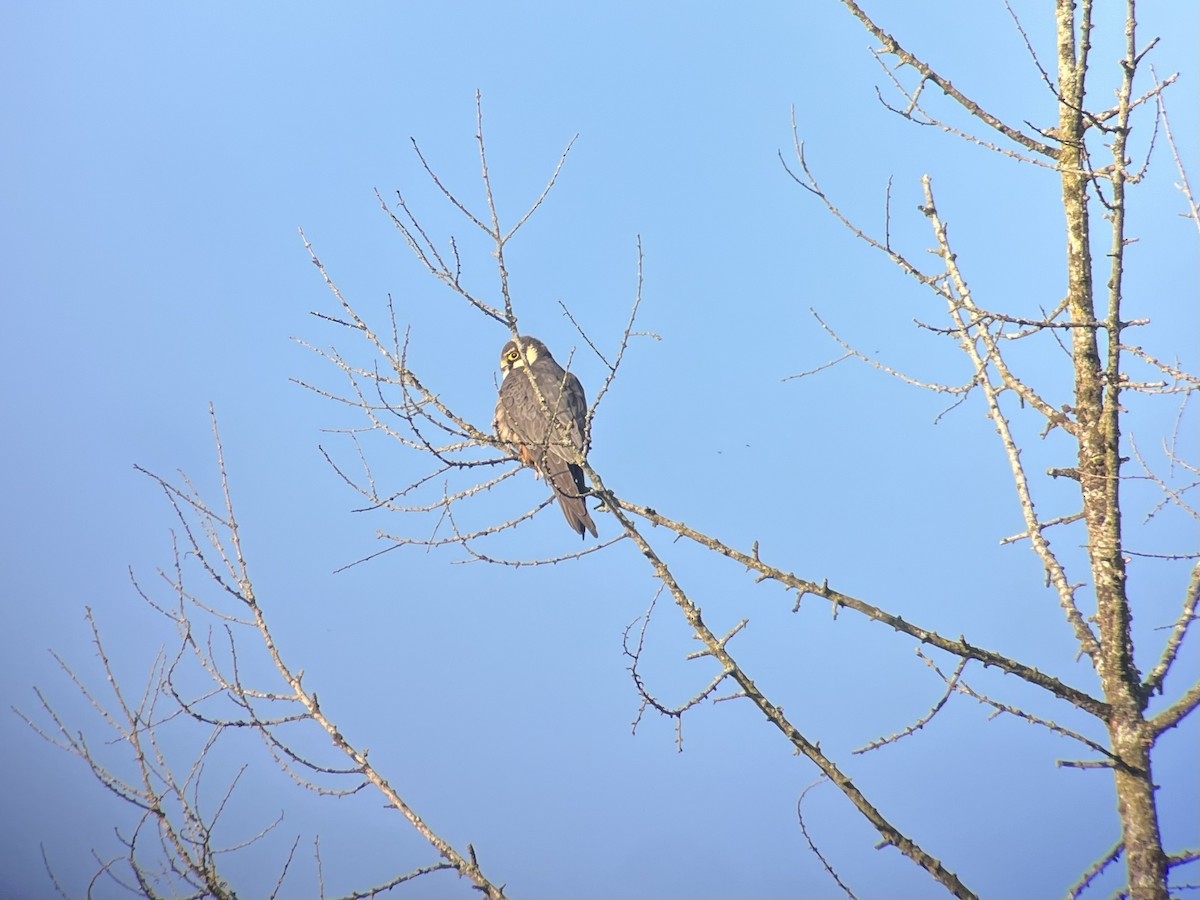 Eurasian Hobby - Michael Furrer