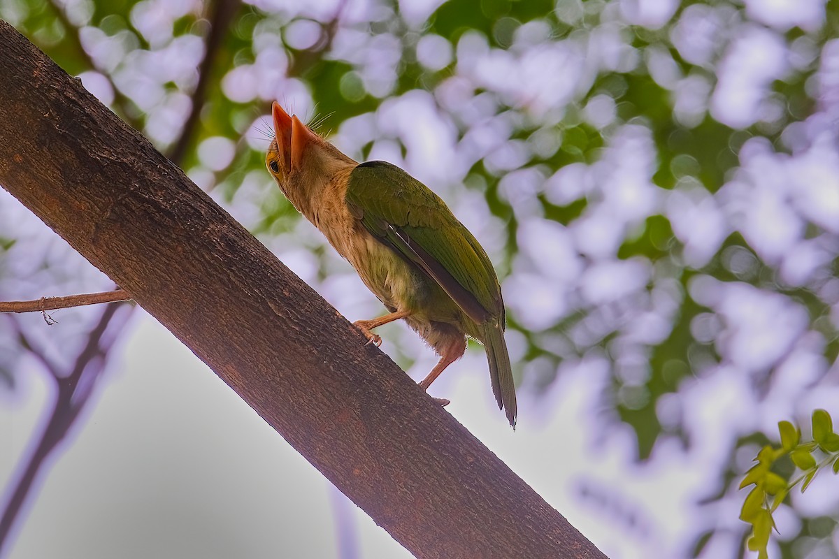 Lineated Barbet - ML619230239