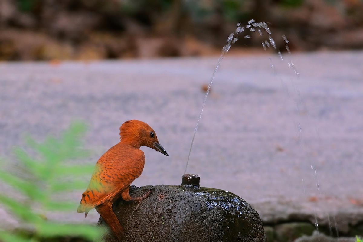 Rufous Woodpecker - Kunal Chakravertti