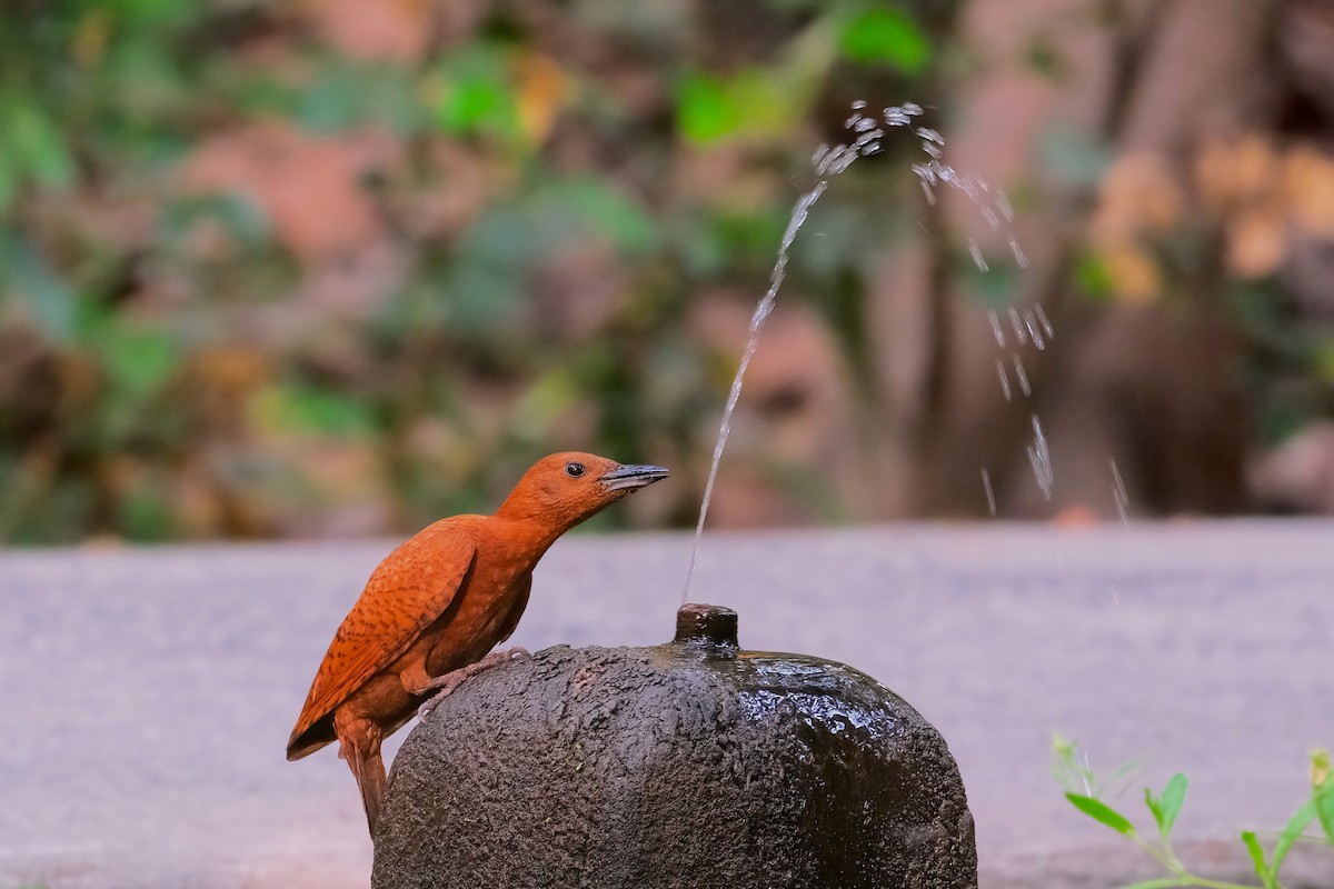Rufous Woodpecker - Kunal Chakravertti