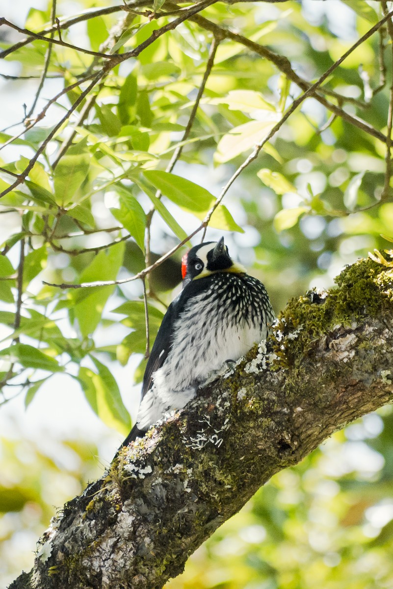 Acorn Woodpecker - ML619230287