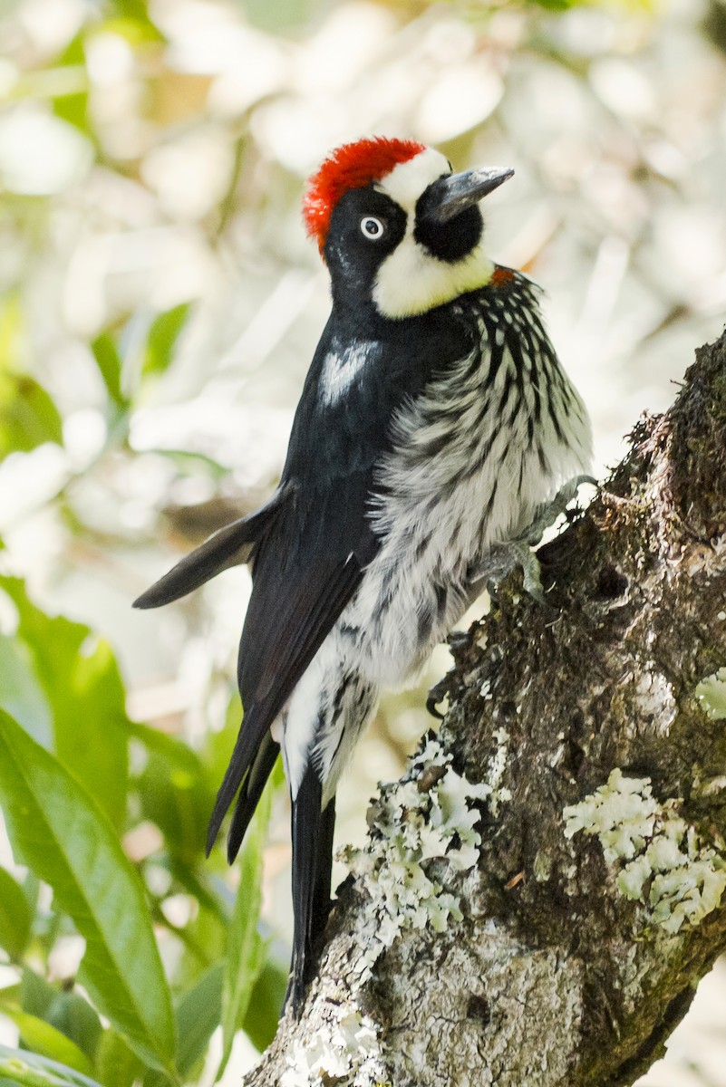 Acorn Woodpecker - ML619230288