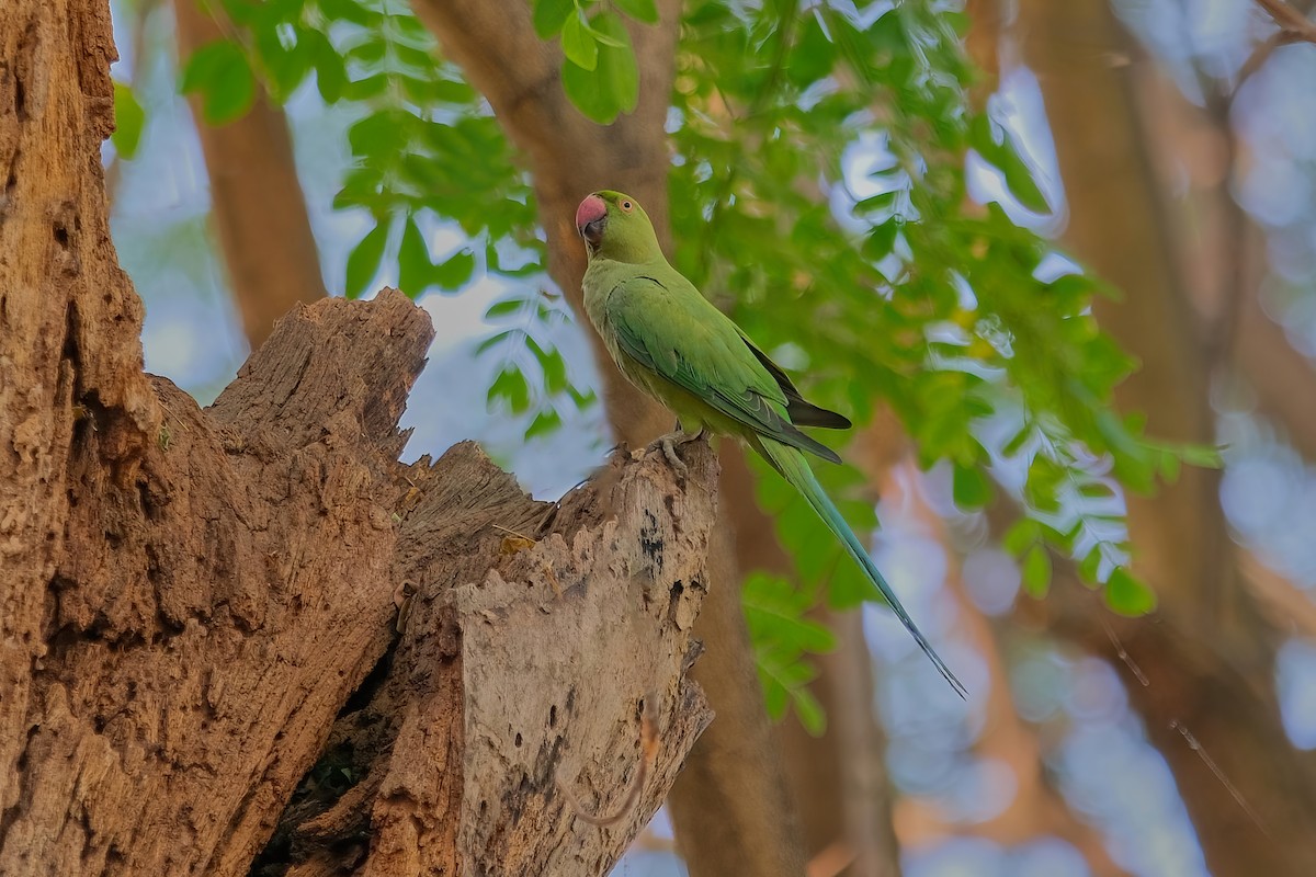 Rose-ringed Parakeet - Kunal Chakravertti