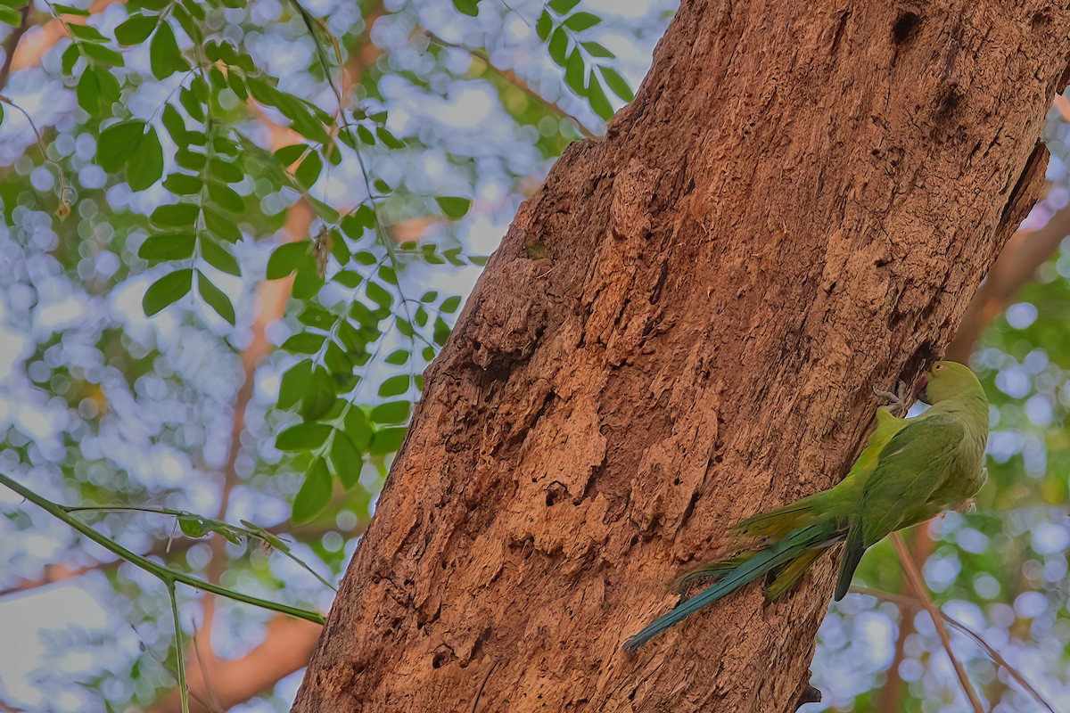 Rose-ringed Parakeet - Kunal Chakravertti