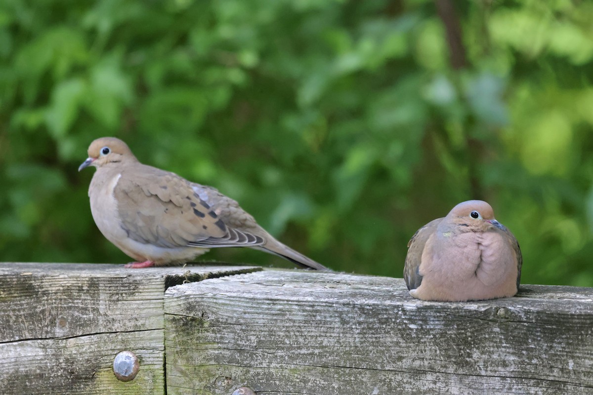 Mourning Dove - Vickie Baily