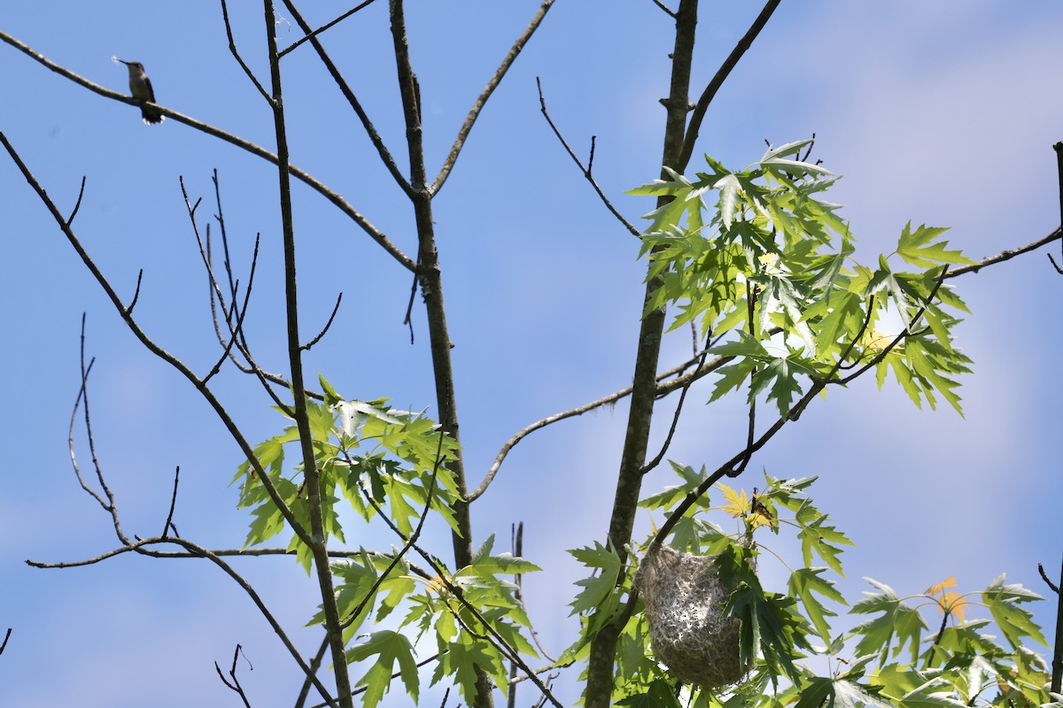 Ruby-throated Hummingbird - ML619230328