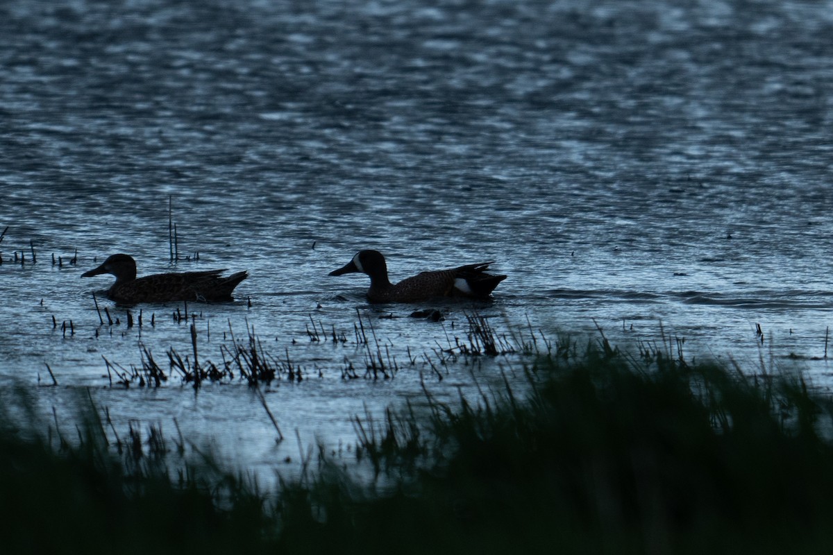 Blue-winged Teal - Nathan Thokle