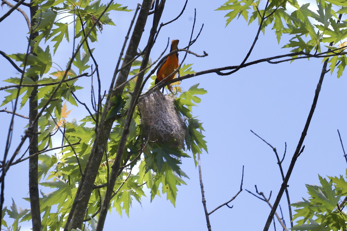 Baltimore Oriole - Vickie Baily