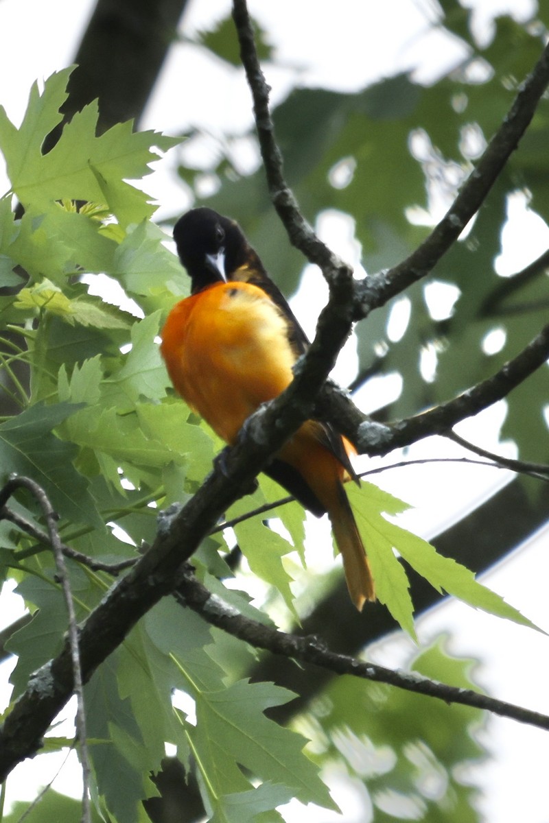 Baltimore Oriole - Vickie Baily