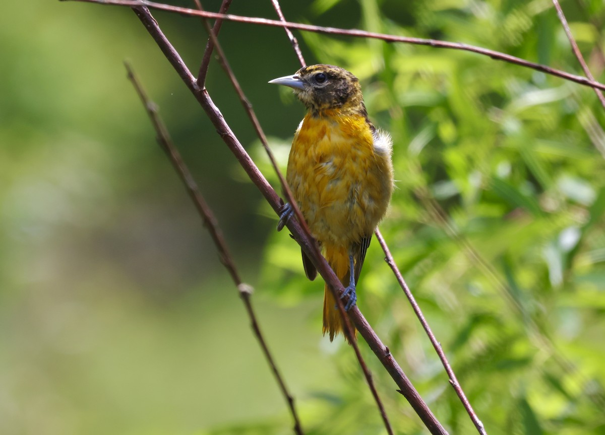 Baltimore Oriole - Vickie Baily