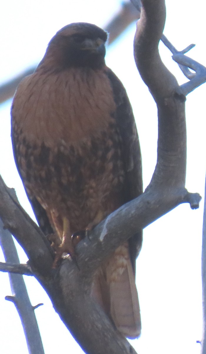 Red-tailed Hawk (calurus/alascensis) - Catherine Hagen