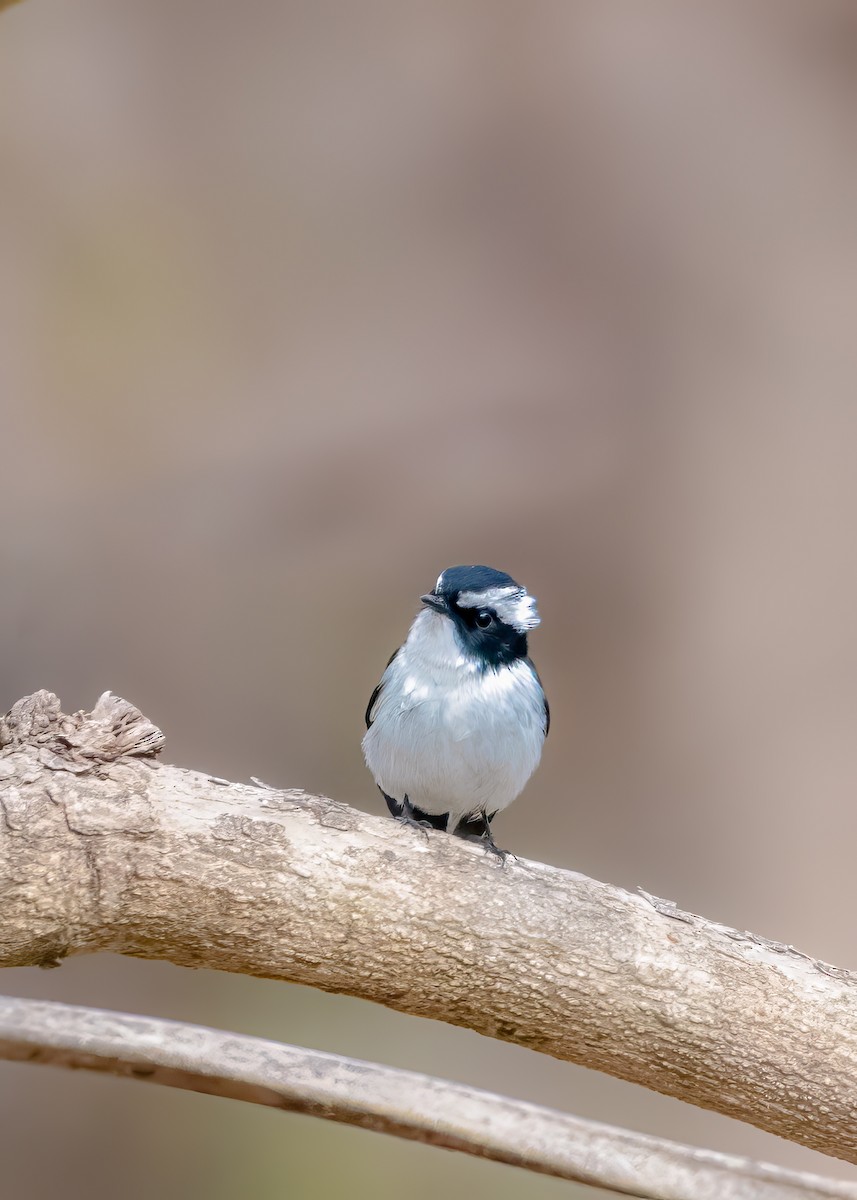 Little Pied Flycatcher - manish ahuja