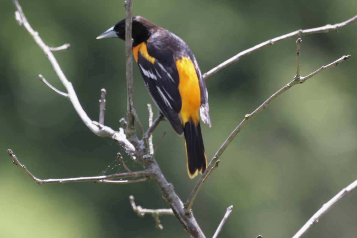 Baltimore Oriole - Vickie Baily
