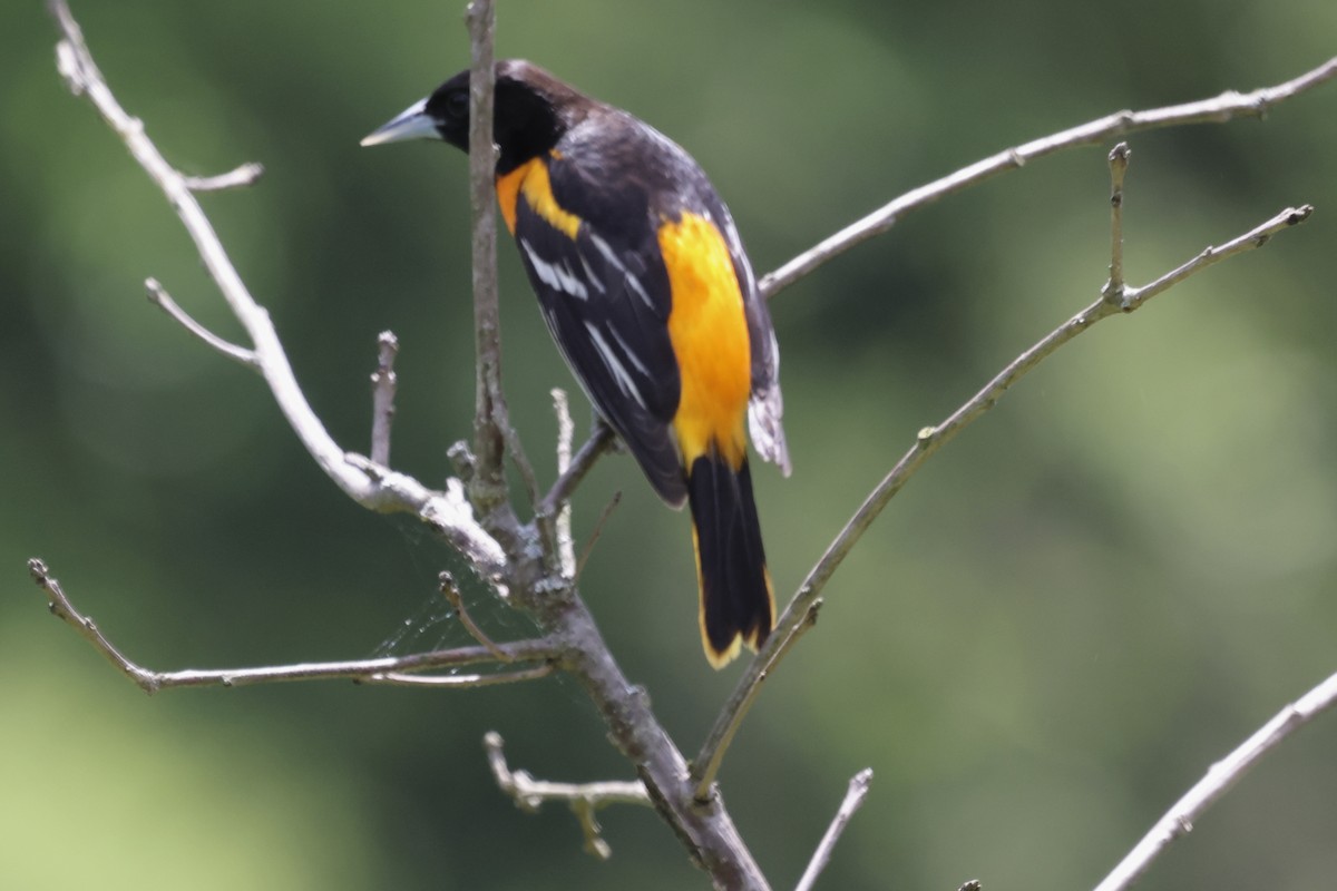 Baltimore Oriole - ML619230382