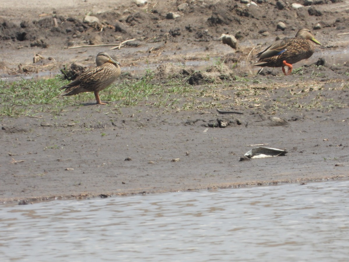 Mexican Duck - ML619230387