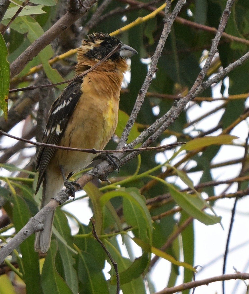 Black-headed Grosbeak - Lisa Ruby