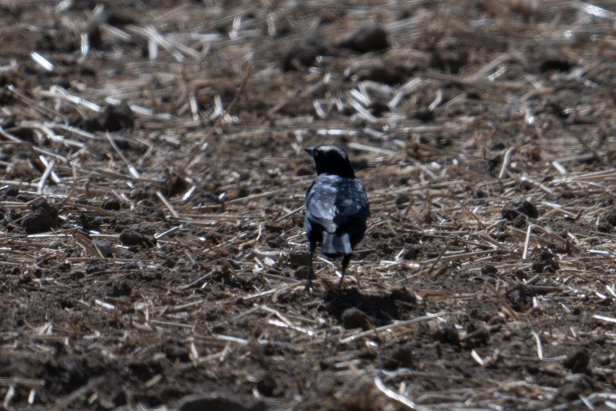 Brewer's Blackbird - Nathan Thokle