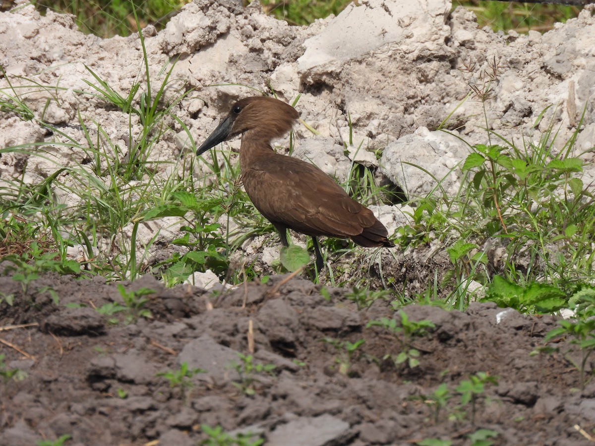 Hamerkop - ML619230392