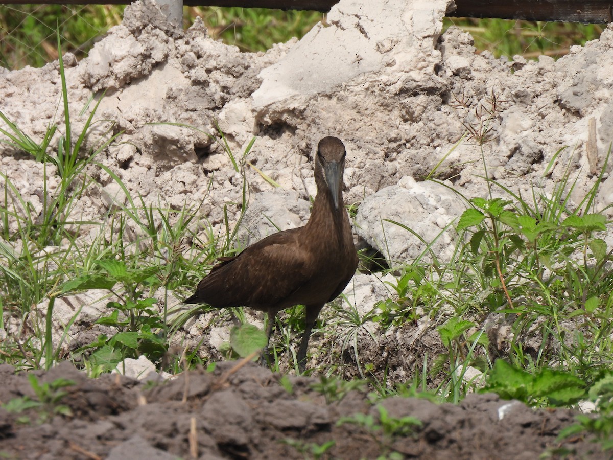 Hamerkop - ML619230393