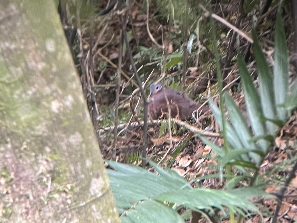 Chiriqui Quail-Dove - Brenda Sánchez