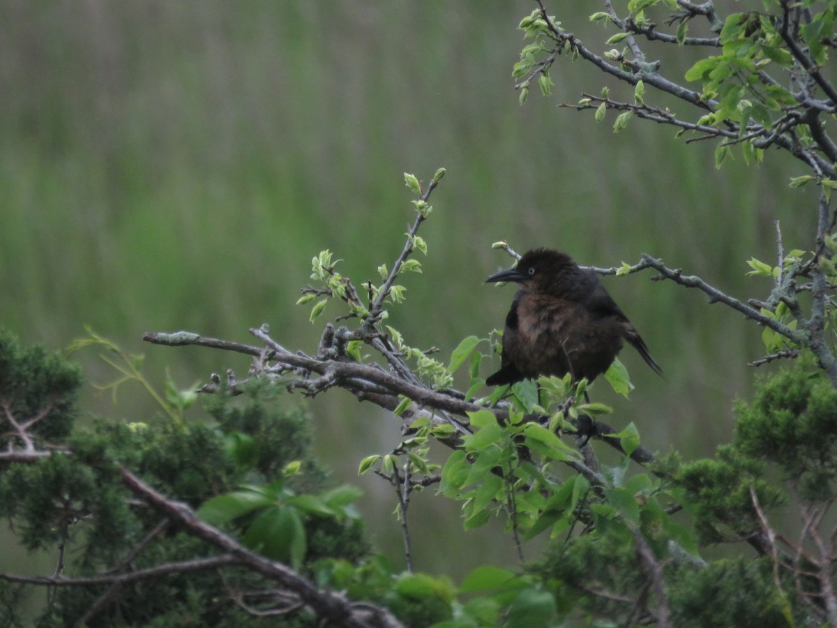 Boat-tailed Grackle - AUDREY DOROFY