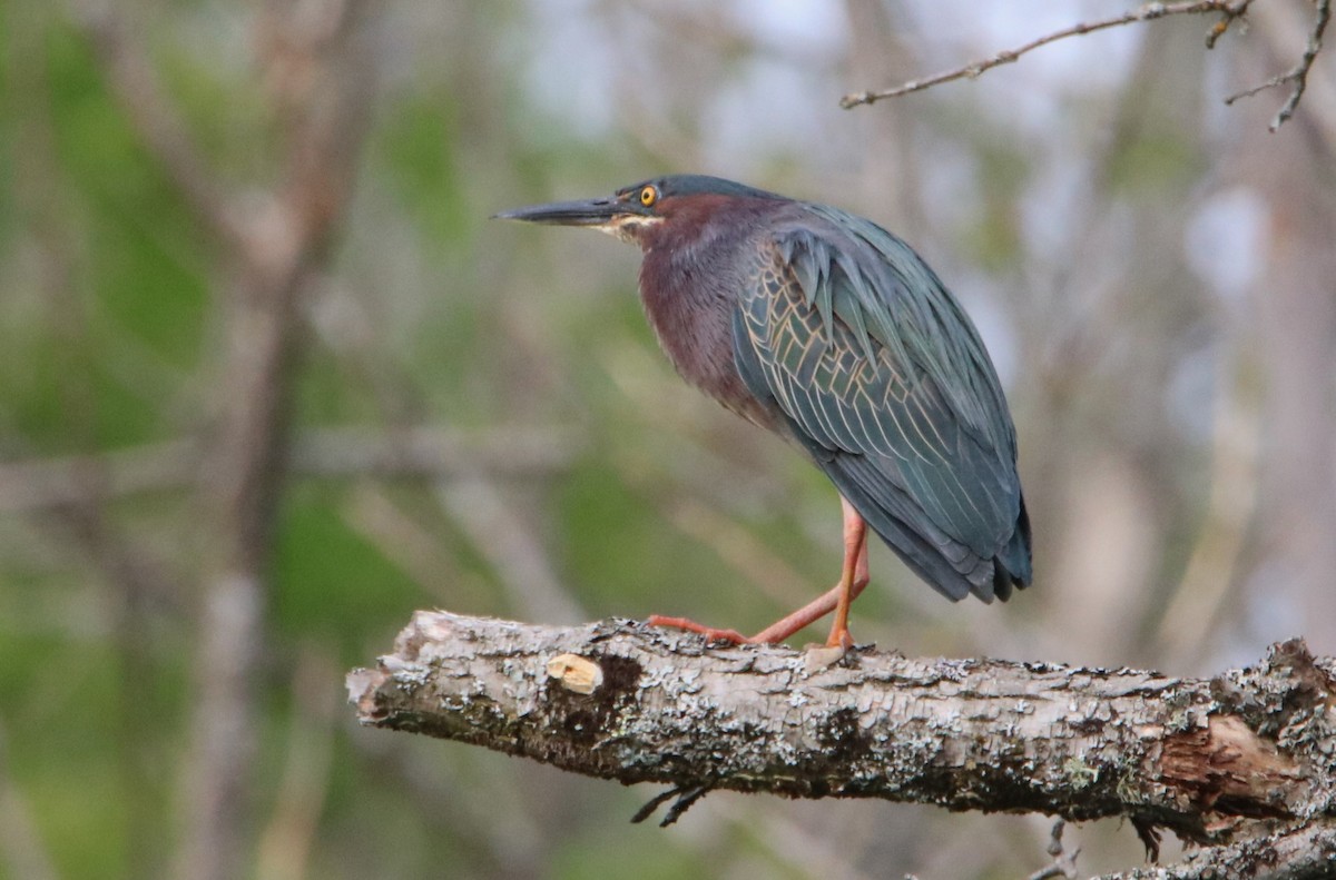 Green Heron - ML619230406