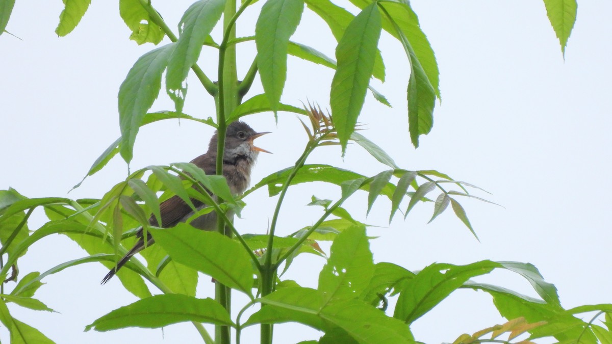 Greater Whitethroat - ML619230432