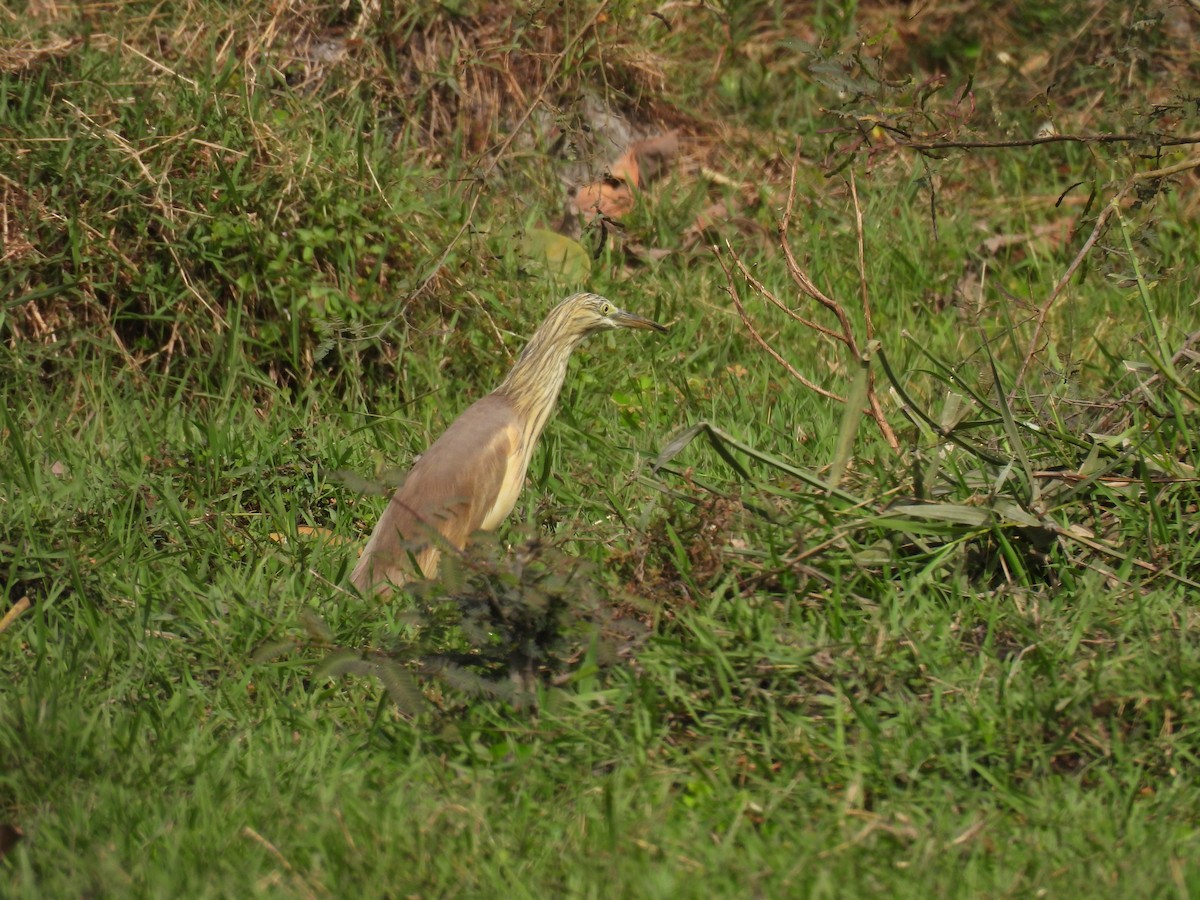 Squacco Heron - Toby Phelps