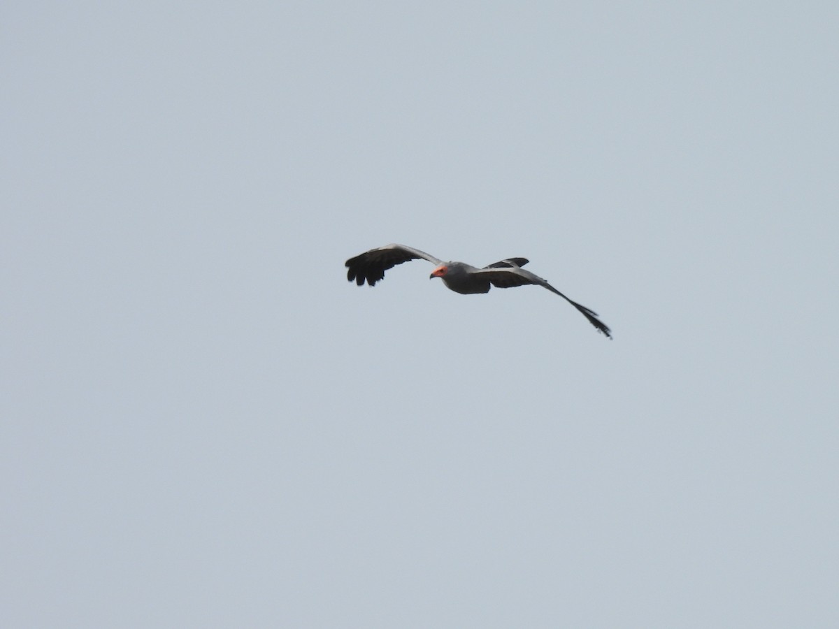 African Harrier-Hawk - Toby Phelps