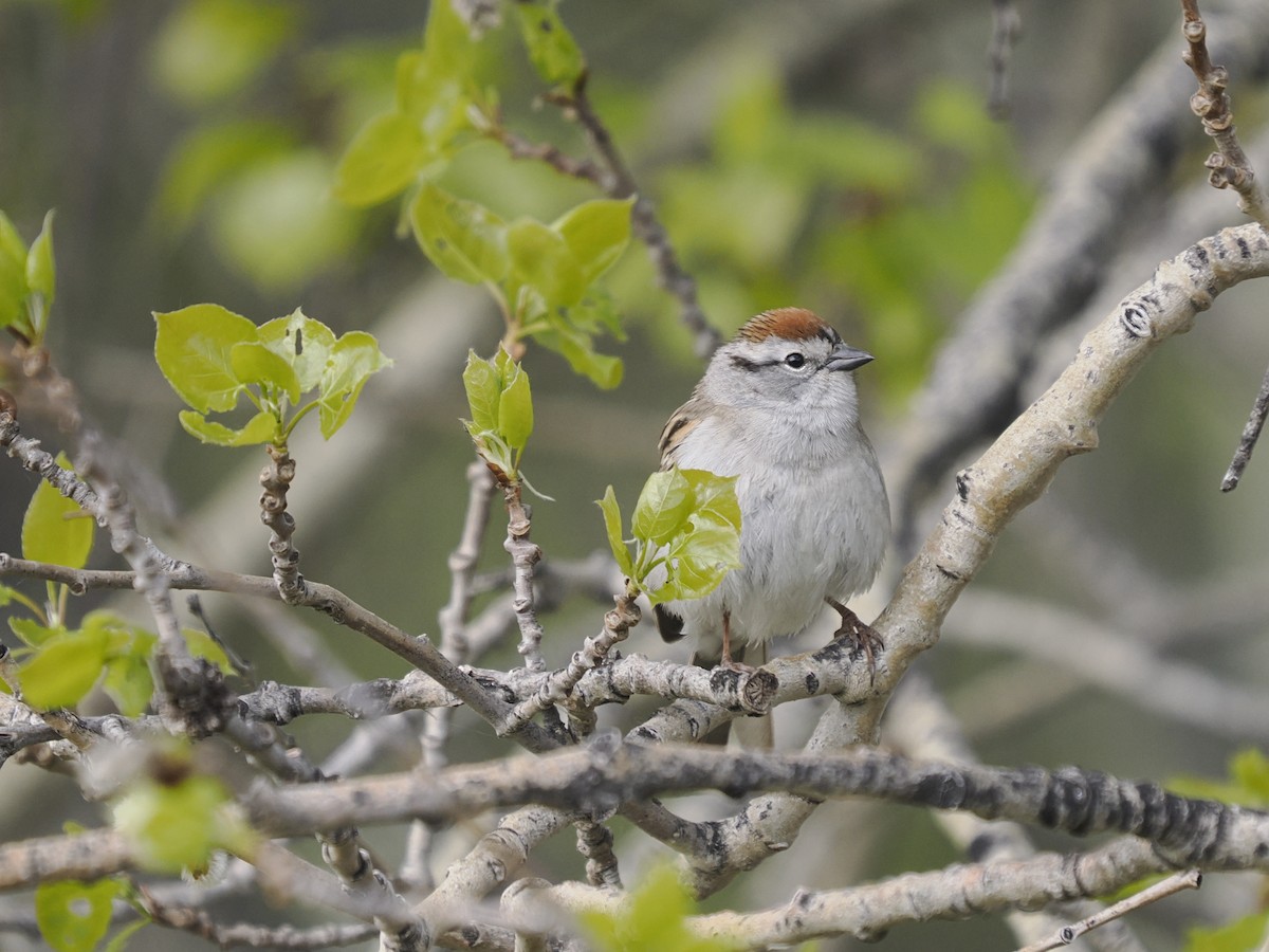 Chipping Sparrow - Sue Lentle