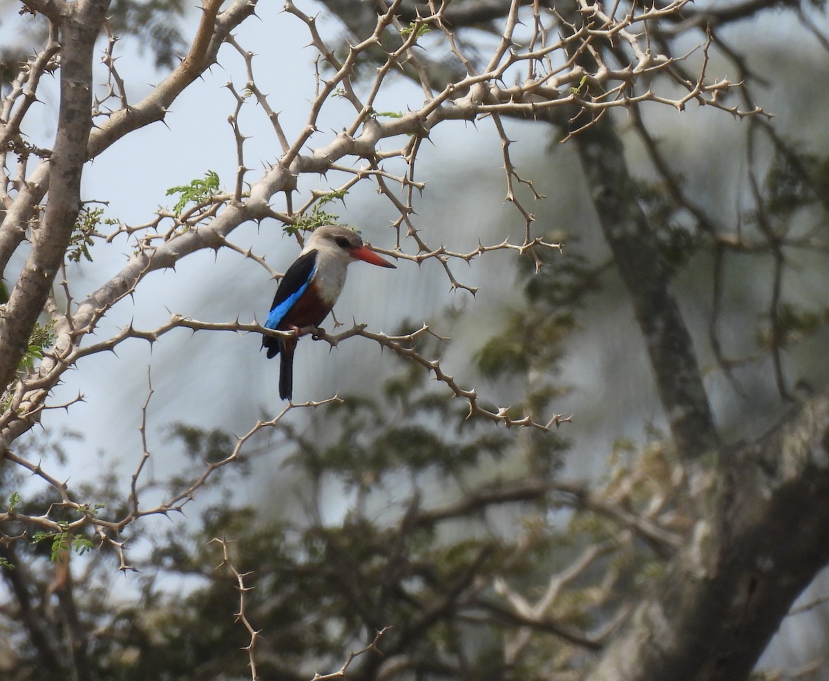 Gray-headed Kingfisher - Toby Phelps