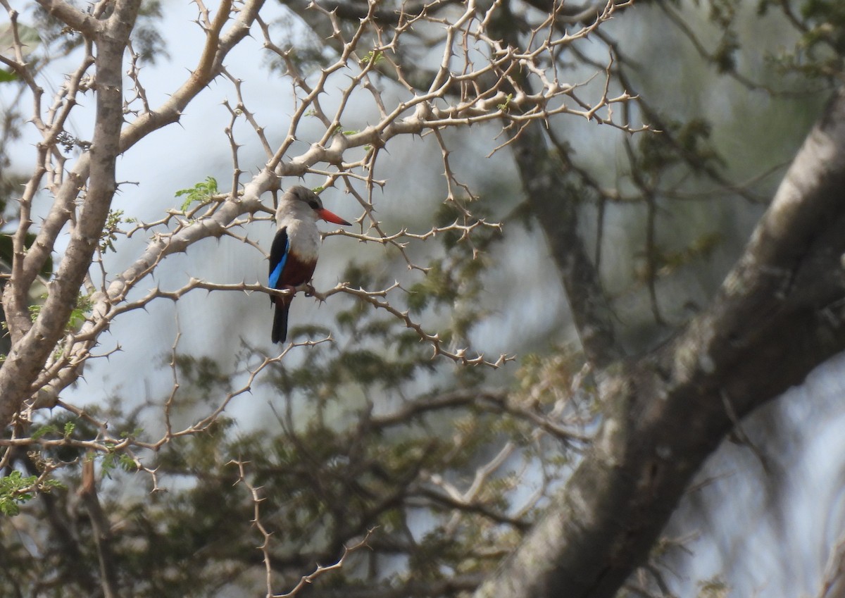 Gray-headed Kingfisher - Toby Phelps