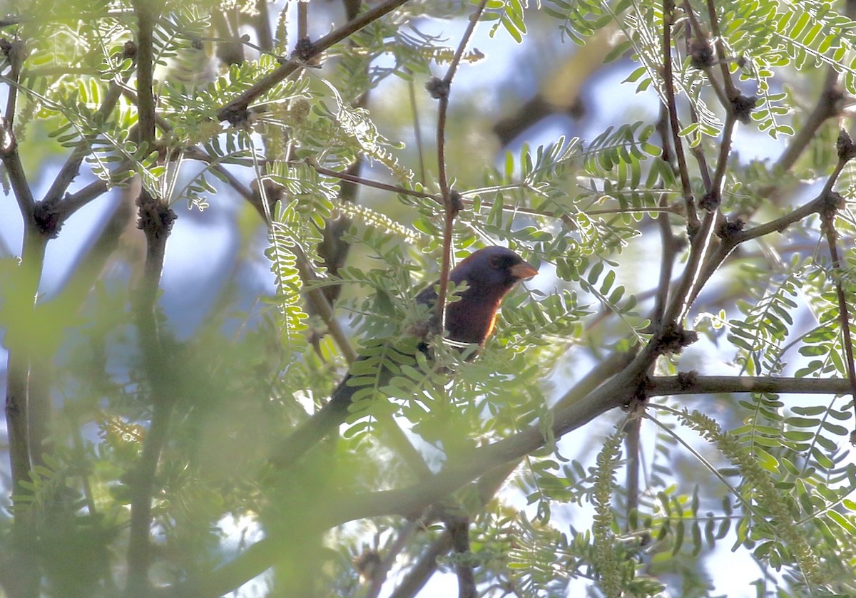 Varied Bunting - Mary Backus