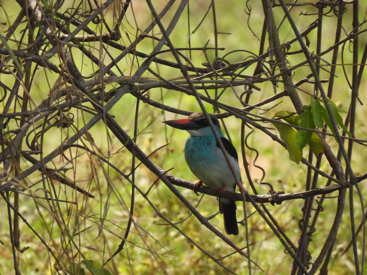 Blue-breasted Kingfisher - Toby Phelps