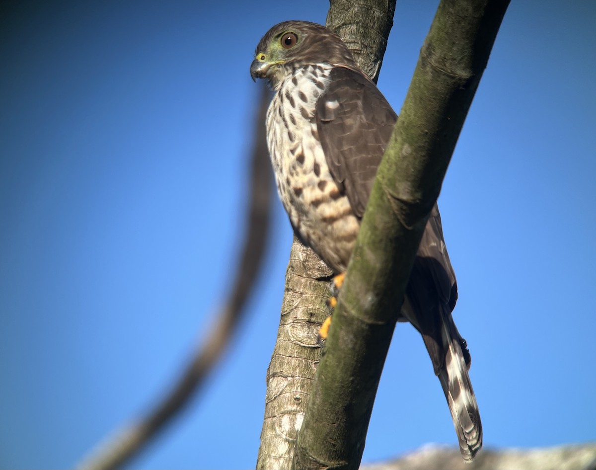 Double-toothed Kite - ML619230490