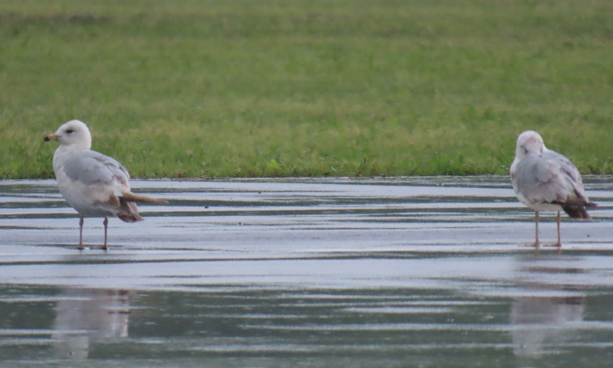 Ring-billed Gull - ML619230491